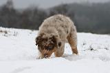 BERGER AUSTRALIEN PUPPIES 448